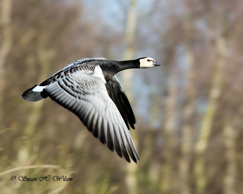 Barnacle goose in flight