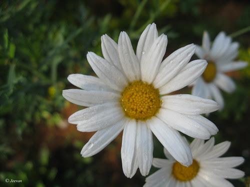 Daisy beauty