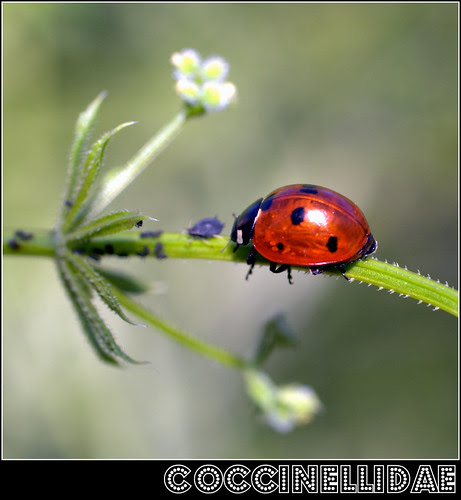 Coccinellidae