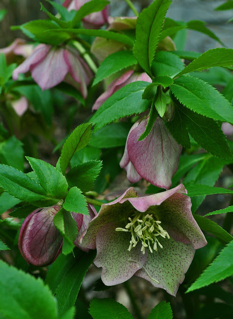 Helleborus orientalis