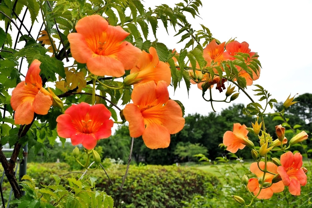 鮮やかなオレンジ色の花を咲かせる ノウゼンカズラ まいぷれ下京 東山編集部のニュース まいぷれ 京都市下京区 東山区