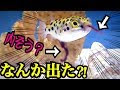 [新しいコレクション] ミドリフグ 餌 おすすめ 990548-ミドリフグ 餌 おすすめ