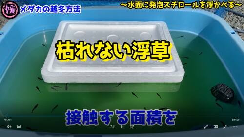 メダカの冬越し屋外での越冬方法について