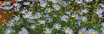 Are Blue Daisies Perennials - Amazon Com 50 The Blues Blue Daisy Felicia Heterophlla Kingfisher Flower Seedscomb S H Flowering Plants Garden Outdoor / See more ideas about hardy perennials, perennials, daisy.