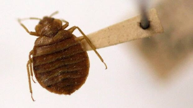 Public health authorities say the bedbug levels on the island are ...