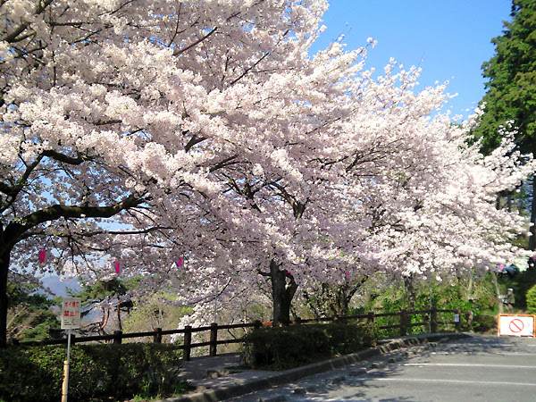 太平山桜まつり 太平山神社 公式ホームページ