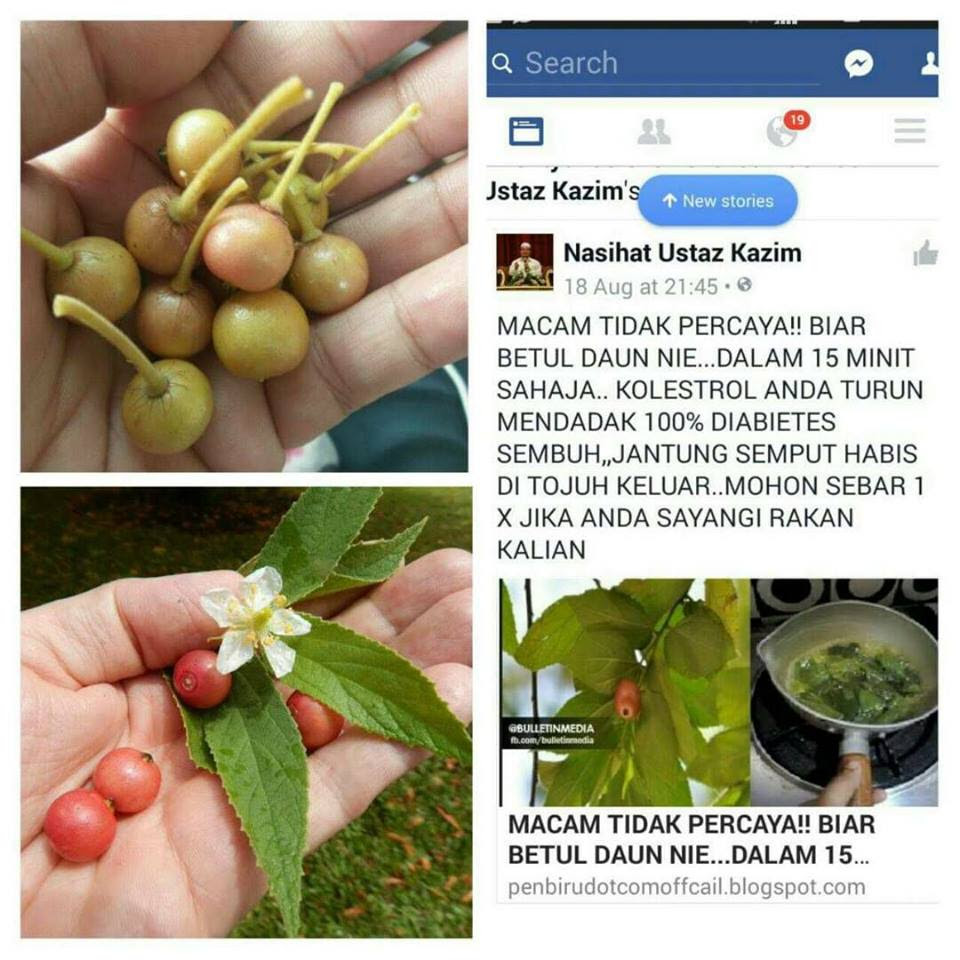 Image result for Muntingia calabura