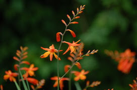 モントブレチアの花言葉 モントブレチアの花言葉と名前の由来
