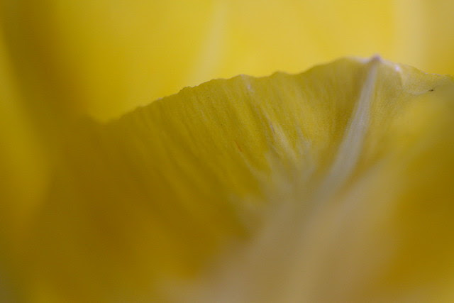 tulips (gold)