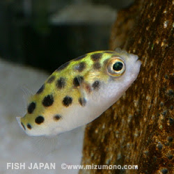 フグ人気ランキング みずもの人気ランキング 熱帯魚のことなら みずものコム