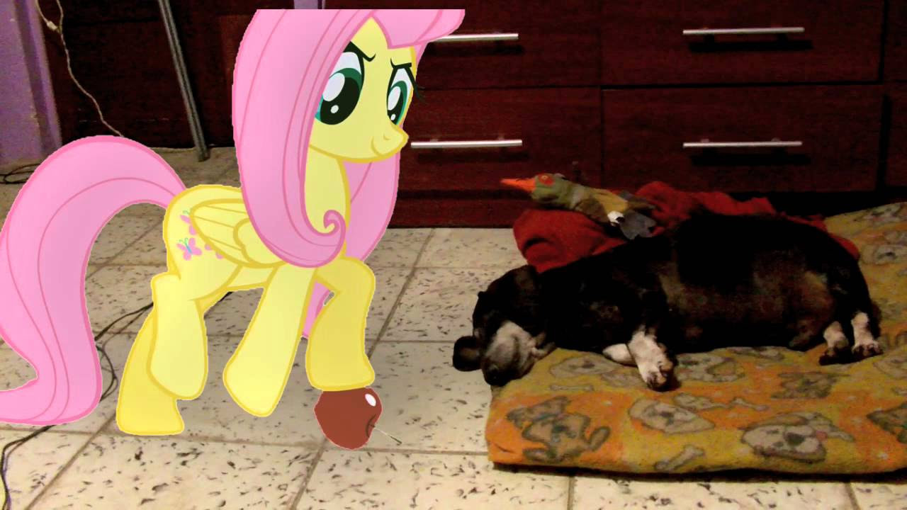 Fluttershy gives my dog an apple (MLP in real life) - YouTube