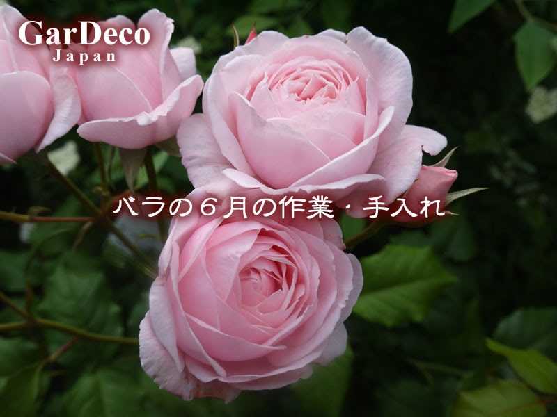 バラの６月の作業 手入れはどうする 水やり 肥料 剪定 植え替えなど Gardeco Japan