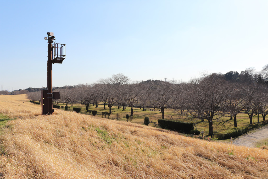 利根川沿い 野田市スポーツ公園 を散歩 たからんの隔離部屋