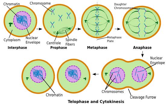 Cell Nucleus Division; Cell Nucleus Division Phases ...