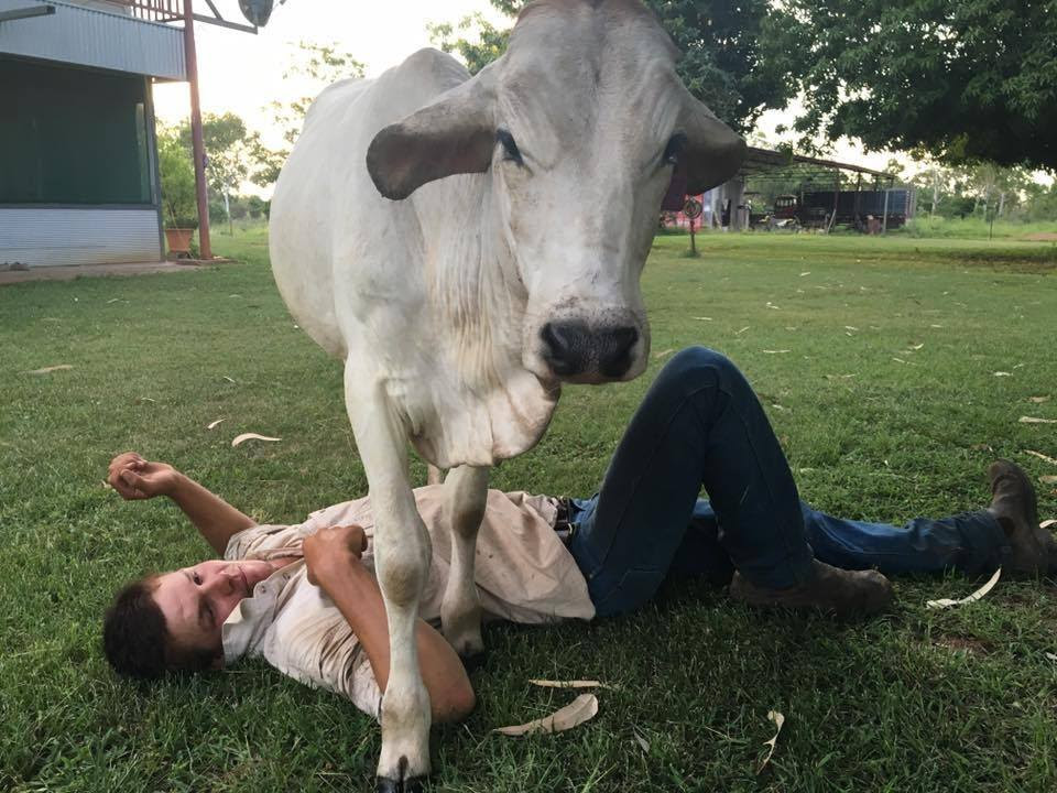 cow7