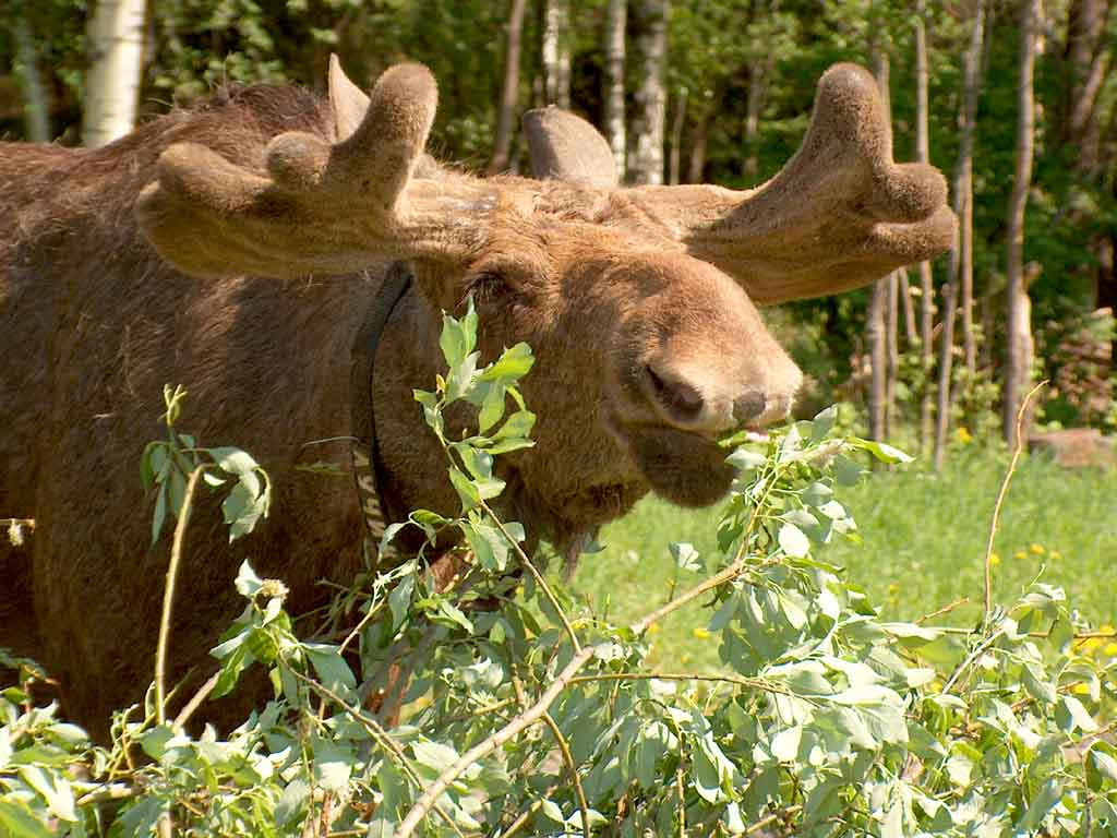 moose antlers blueprint