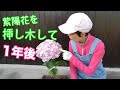 √完了しました！ 紫陽花 剪定 いつ 324252