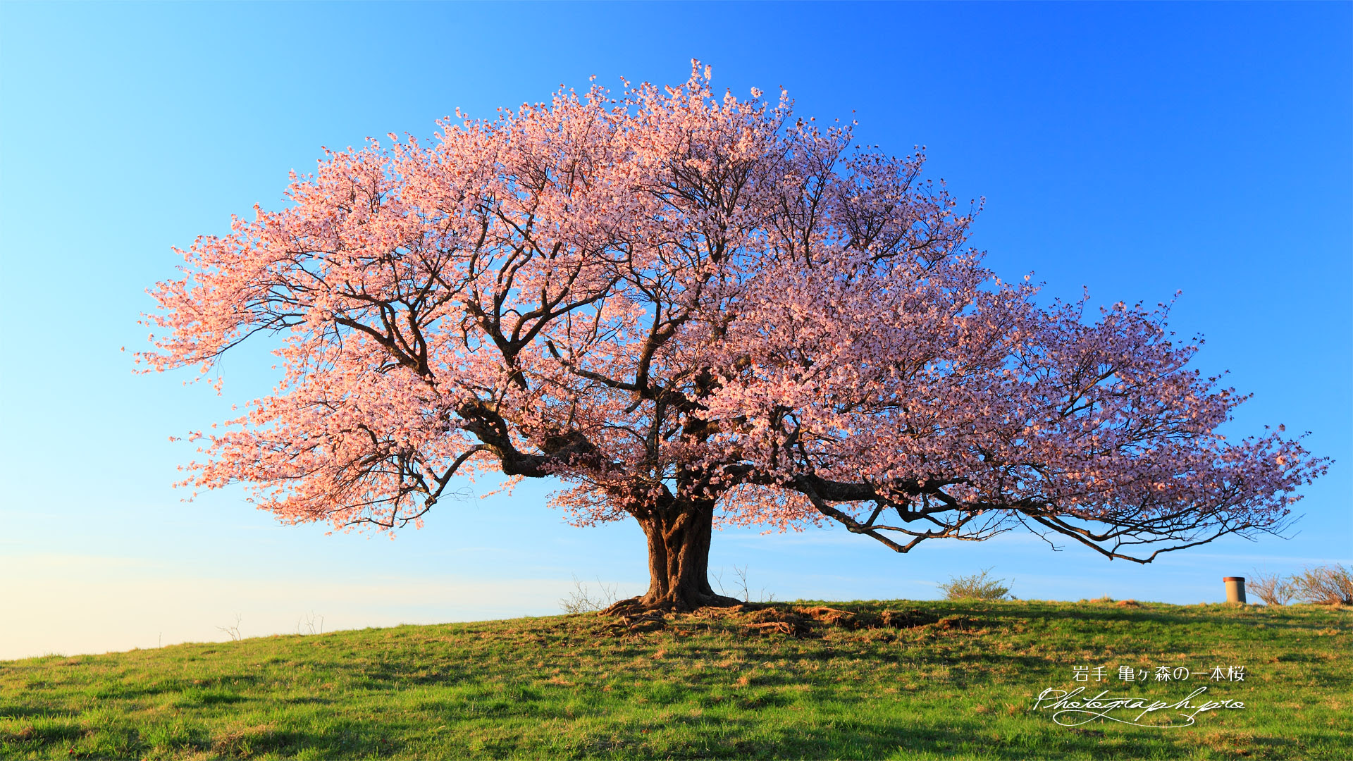 一本桜の見事な立ち姿 の壁紙 19x1080