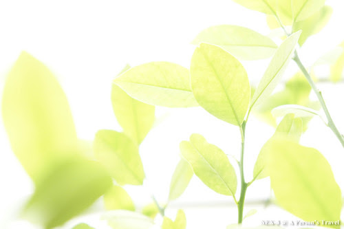 NEX_Color_Filters_HiKey_NO1