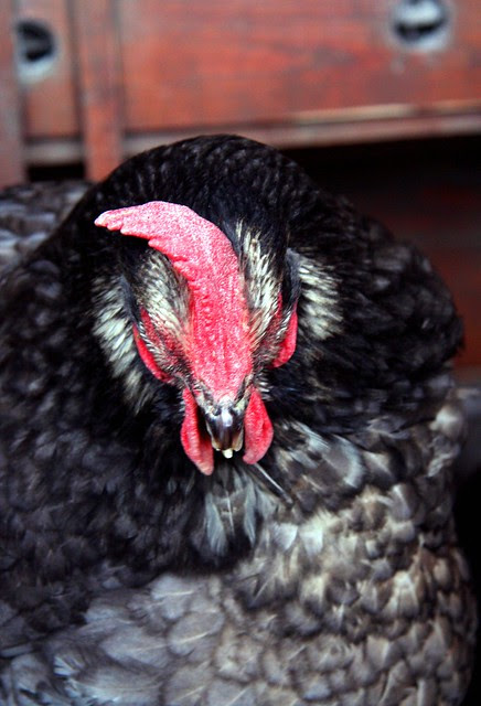 A chick called Louise
