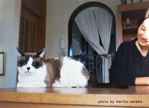 年をとるほど 猫は可愛い フェリシモ猫部