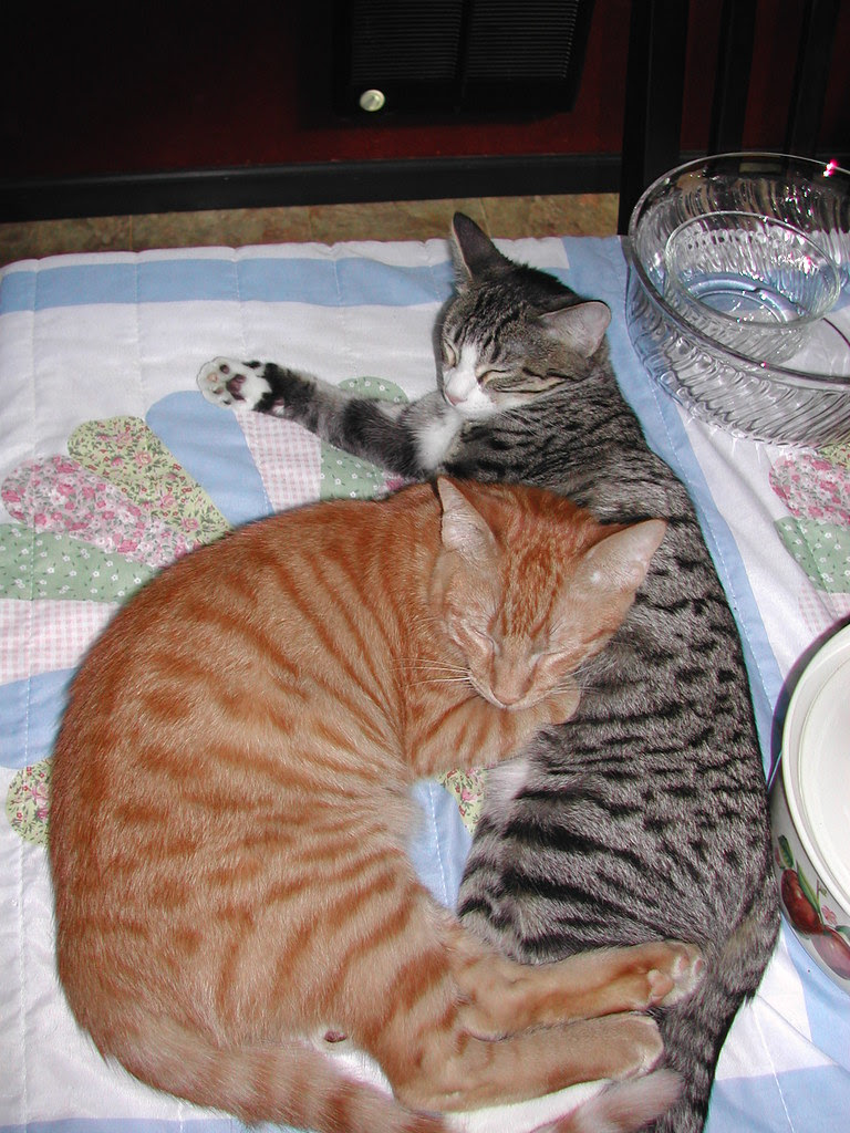 What does a tabby  cat  mean to you Straight Dope 