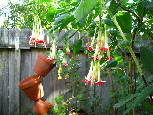 Fuchsia boliviana 'Alba'