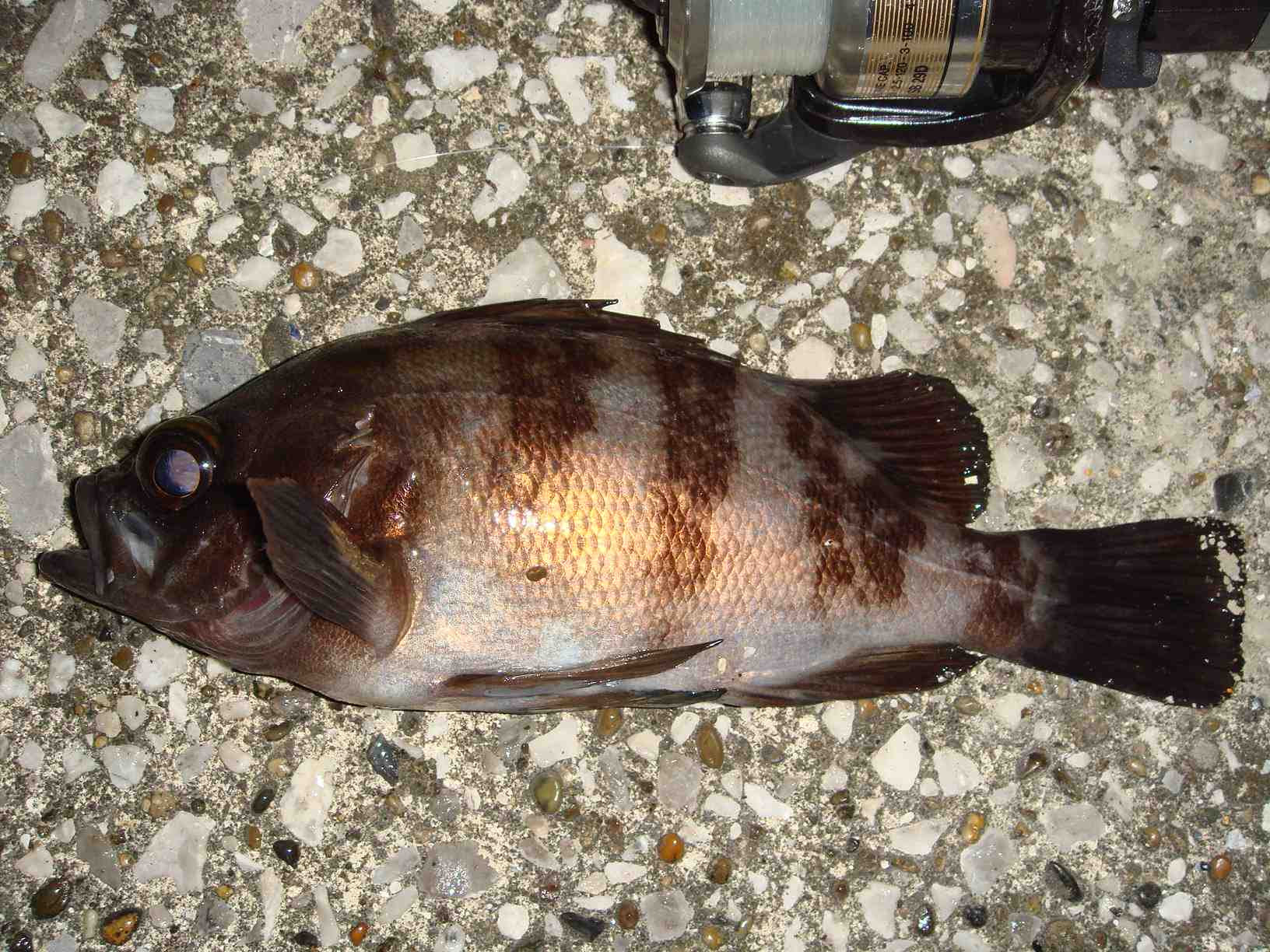 東京湾奥の釣魚