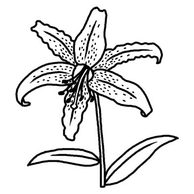 ユリ 百合 1 夏の花 無料 白黒イラスト素材