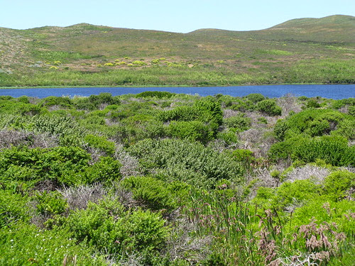 Abbots Lagoon (Point Reyes)