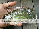 5 tips dan cara memancing ikan betok/betik/pepuyu