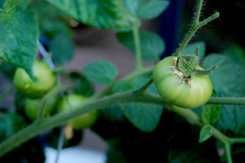 green tomatoes