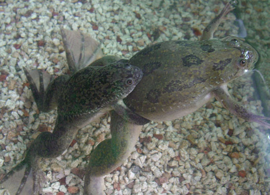 ラボの生き物 アフリカツメガエル 河本宏研究室 京都大学再生医科学研究所