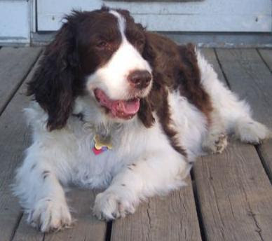 Dogaware Com Articles Cushing S Disease