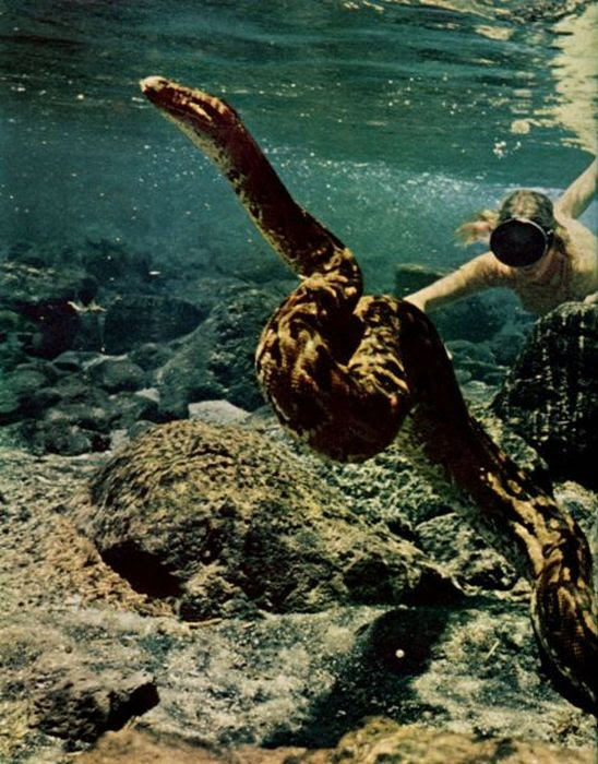 Acid Picdump (107 pics)
