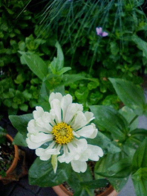携帯待ち受け の色々のお花 身近な癒し