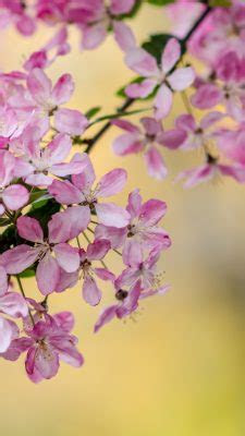wallpaper beautiful spring android  android wallpapers