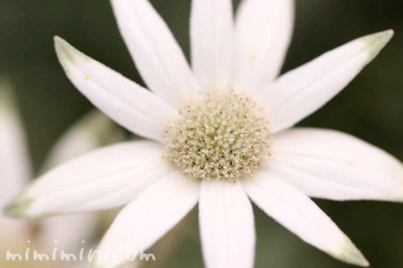フランネルフラワーの花の写真 花言葉 名前の由来 みみみんブログ
