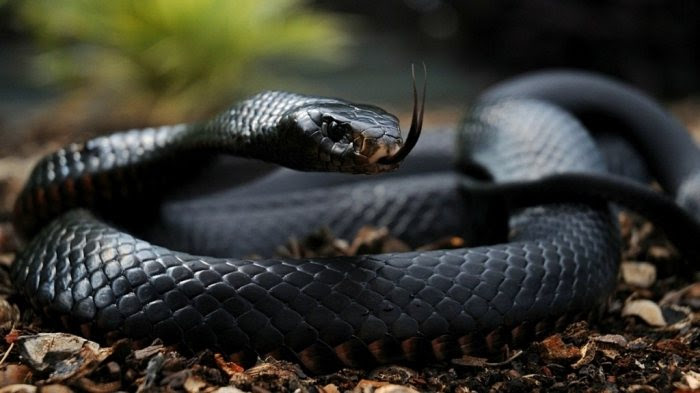 Schwarze Mamba Giftigste Schlange Der Welt - Teuflische Bestien: Das sind die gefährlichsten Tiere der ... - Hier haben wir die 10 giftigsten schlangen des wirts aufgelistet, die nicht mit dem gefährlichsten doon der welt verwechselt werden dürfen.