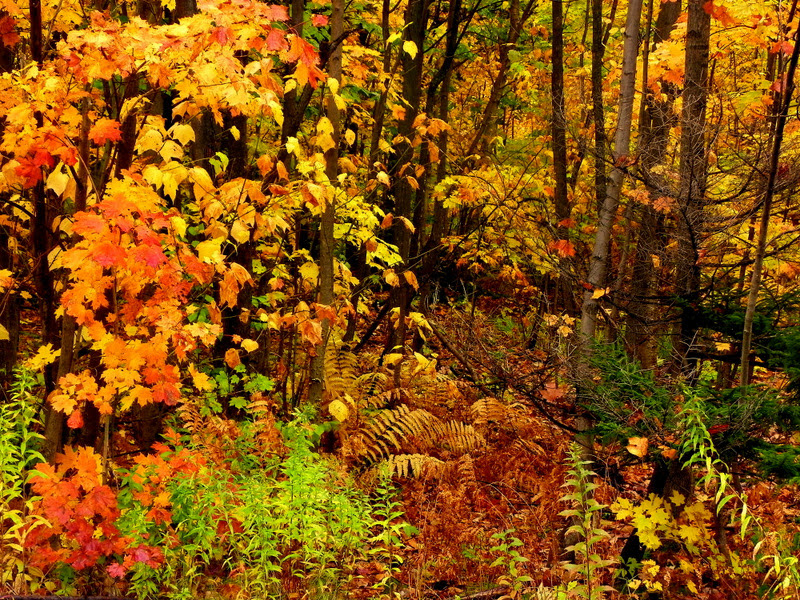 Enchanted Forest
