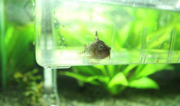 コリドラスがポップアイになった時の原因と対処法 気楽にコリドラス
