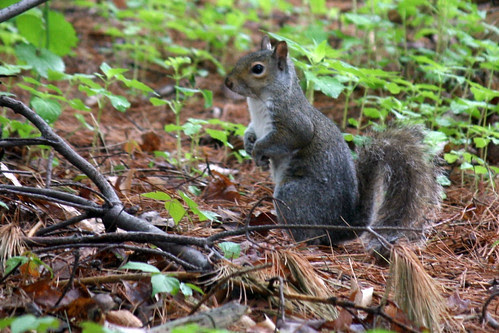 squirrel 072