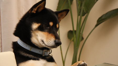 黒柴 元禄 カミカミ王子 ３月のデスクトップ壁紙 決定