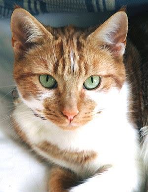 mog