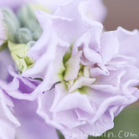 ストックの花の写真 ストックの花言葉 みみみんブログ
