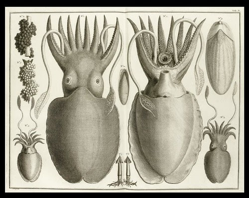 Albertus Seba - Squid