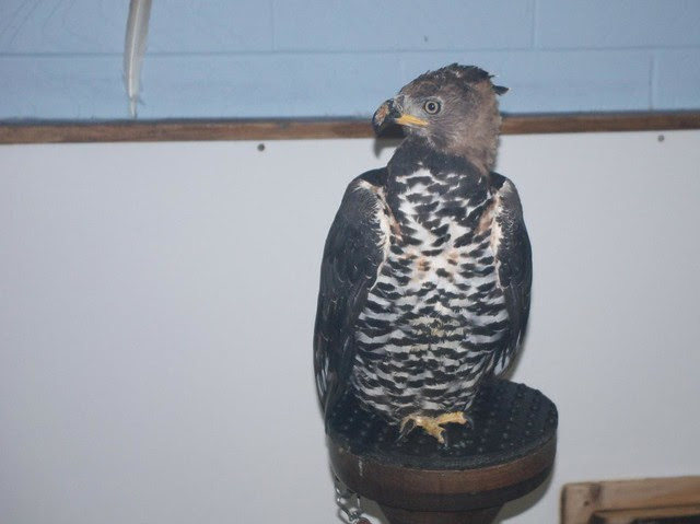 DSC_5364 Crowned Eagle