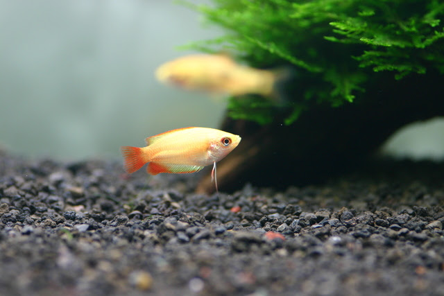 黄色い見た目が特徴的 ゴールデンハニードワーフグラミーの育て方 熱帯魚 アクアリウム情報マガジン