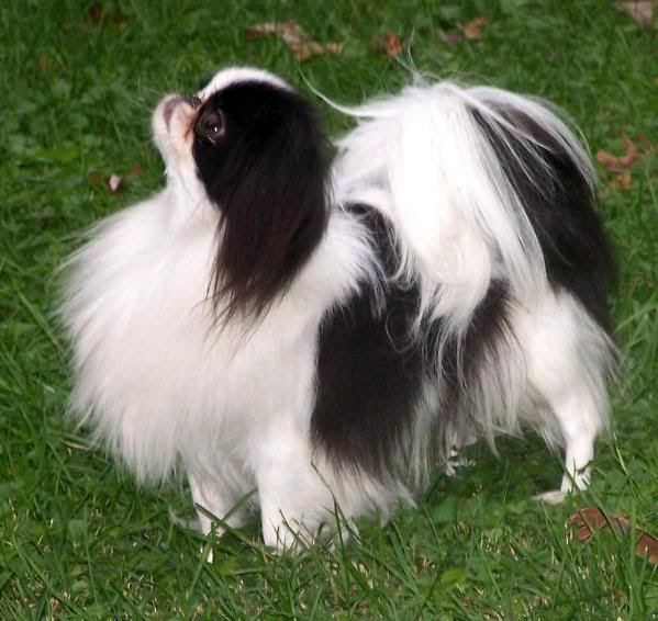 Japanese Chin