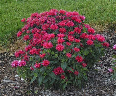 Hgtv rounds up the best flowers and plants for your garden. Scottâs Top Ten Sun-Loving Plants for Spring 2015 - Dyck